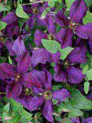 botanical clematis best varieties