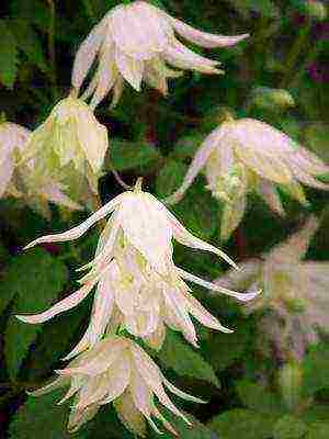 botanical clematis pinakamahusay na mga pagkakaiba-iba