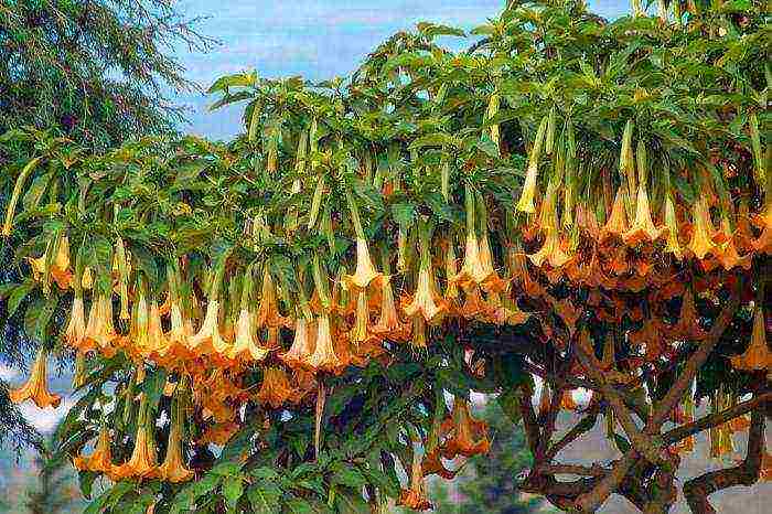 brugmansia การปลูกและดูแลในทุ่งโล่งในอูราล