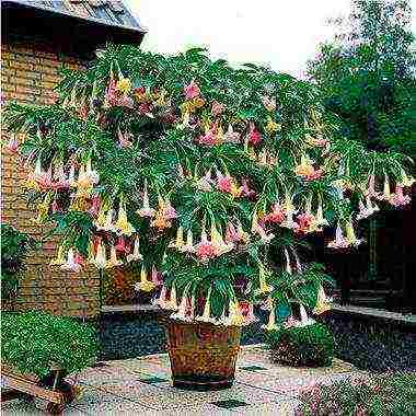 brugmansia planting and care in the open field in the urals