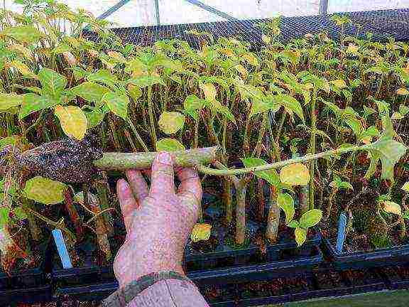 brugmansia planting and care in the open field in the urals