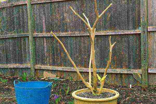 brugmansia การปลูกและดูแลในทุ่งโล่งในอูราล