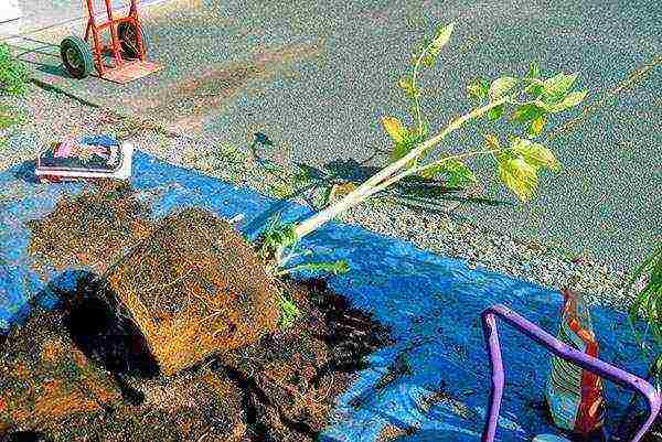 pagtatanim at pangangalaga ng brugmansia sa bukas na bukid sa mga ural