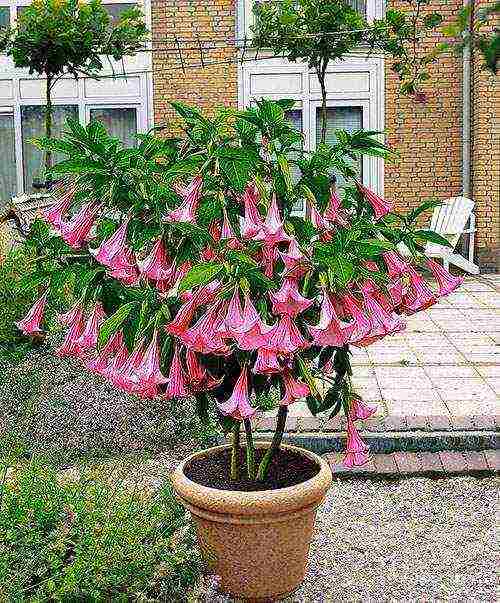 brugmansia planting and care in the open field in the urals