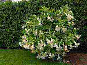 brugmansia planting and care in the open field in the urals