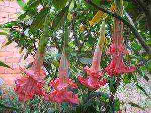 brugmansia planting and care in the open field in the urals