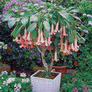 brugmansia planting and care in the open field in the urals