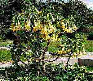 brugmansia planting and care in the open field in the urals