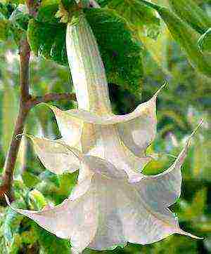 brugmansia planting and care in the open field in the urals