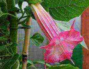 brugmansia planting and care in the open field in the urals