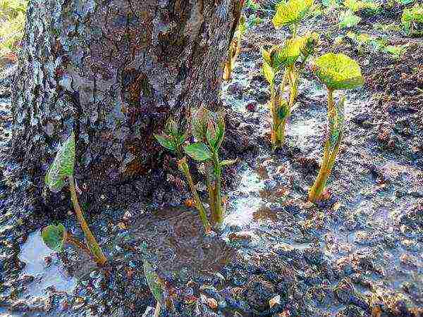 brunner large-leaved care and planting and care in the open field