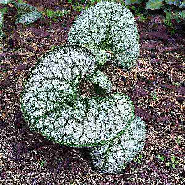 brunner large-leaved care and planting and care in the open field