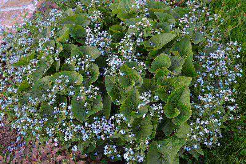 brunner large-leaved care and planting and care in the open field