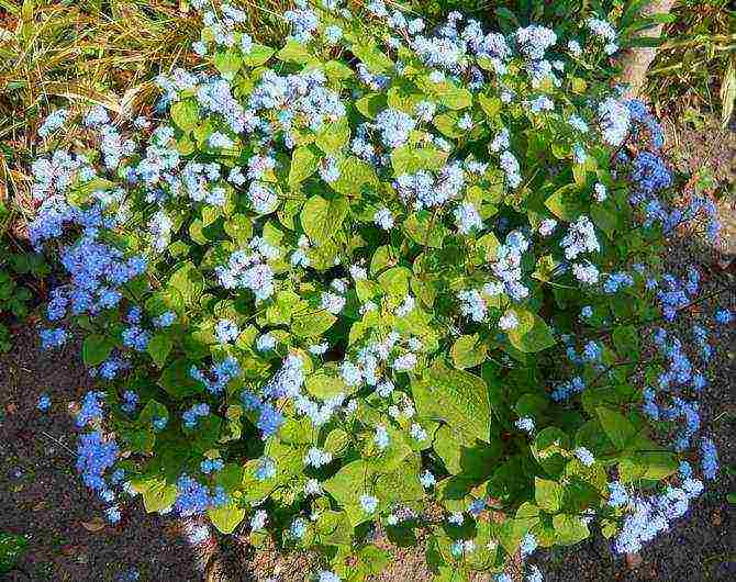 brunner large-leaved care and planting and care in the open field