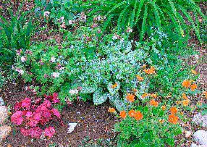 brunner large-leaved care and planting and care in the open field