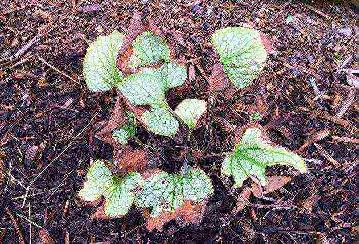 brunner large-leaved care and planting and care in the open field