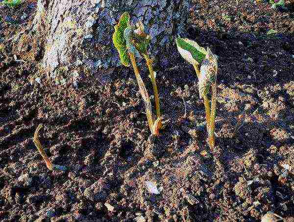 brunner large-leaved care and planting and care in the open field