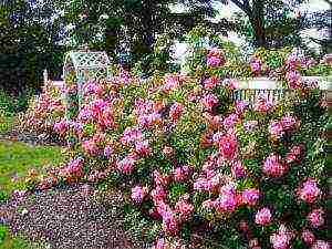 buddlea david bulaklak bulaklak panlabas na pagtatanim at pag-aalaga