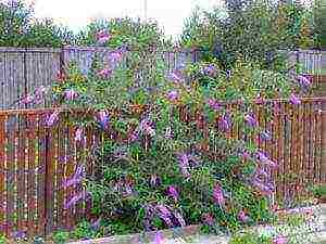 buddlea david flower power outdoor planting and care