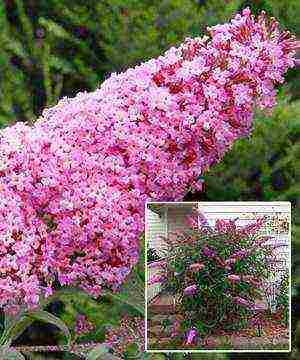 buddlea david bulaklak bulaklak panlabas na pagtatanim at pag-aalaga