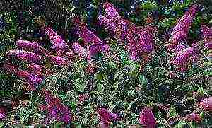 buddlea david flower power outdoor planting and care