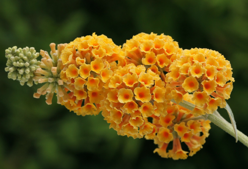 when planting and care in the open field in siberia