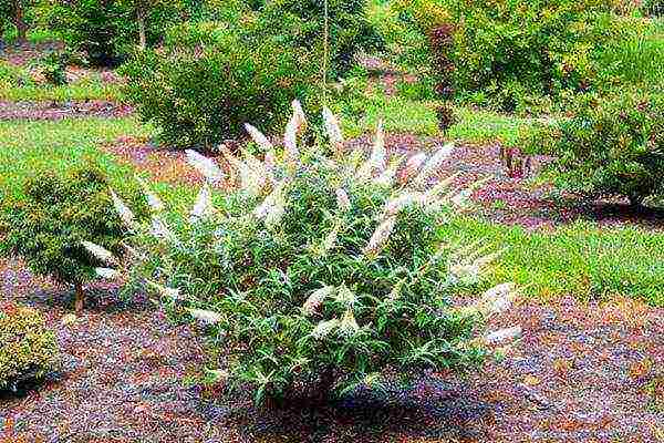 when planting and care in the open field in siberia