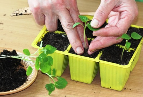 when planting and care in the open field in siberia