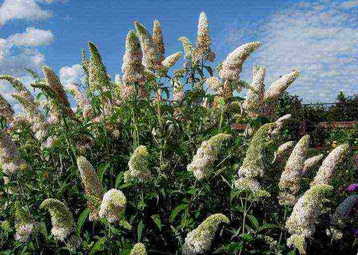 budley pink delight planting and care in the open field