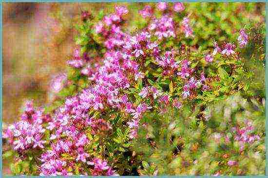 thyme planting and care in the open field in the Urals