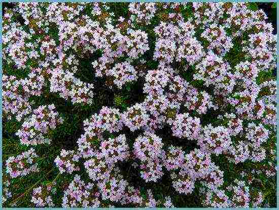 thyme planting and care in the open field in the Urals