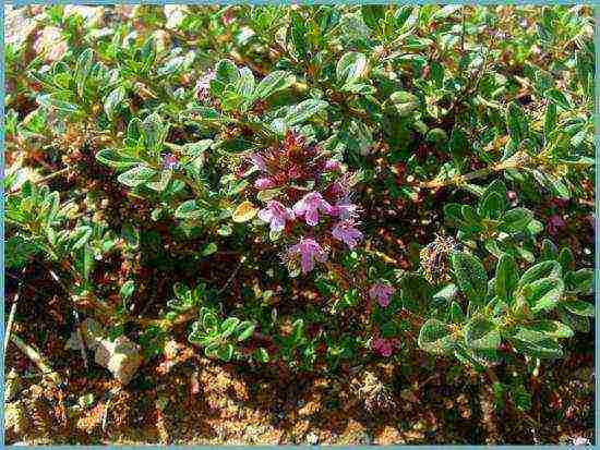 thyme planting and care in the open field in the Urals