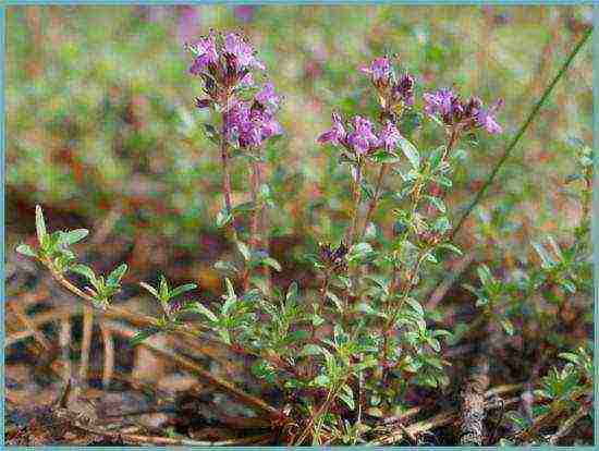 pagtatanim at pangangalaga ng thyme sa bukas na bukid sa Urals