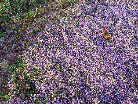 thyme planting and care in the open field in the Urals