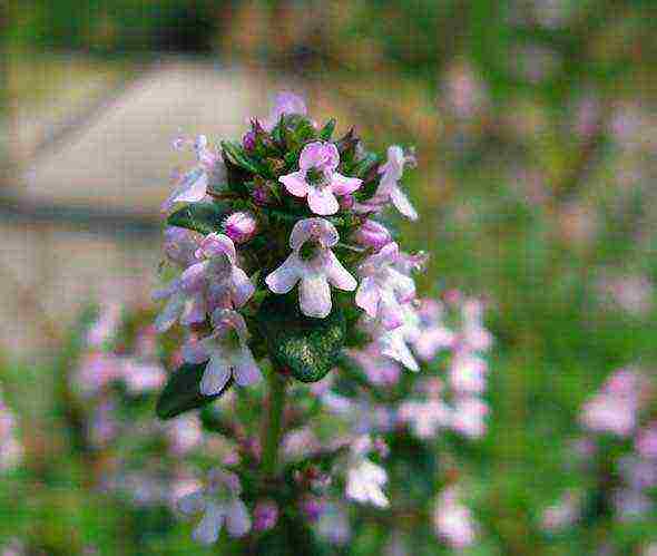 pagtatanim at pangangalaga ng thyme sa bukas na bukid sa Urals