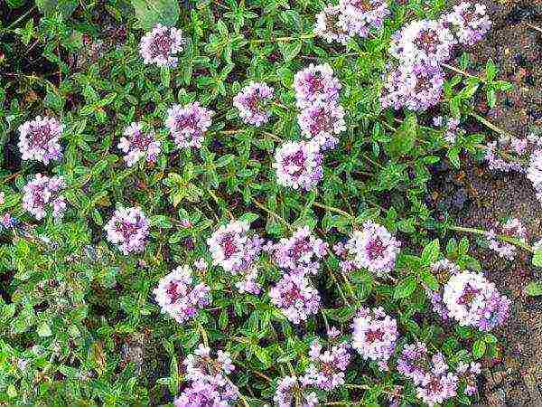 pagtatanim at pangangalaga ng thyme sa bukas na bukid sa Urals