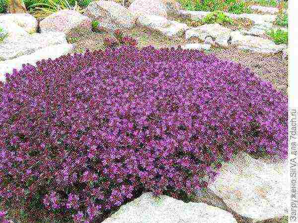 pagtatanim at pangangalaga ng thyme sa bukas na bukid sa Urals