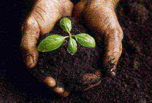 how to disinfect the ground before planting seedlings in open ground