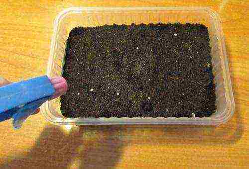 how to disinfect the ground before planting seedlings in open ground