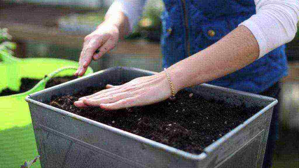 how to disinfect the ground before planting seedlings in open ground