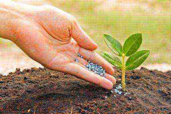 how to disinfect the ground before planting seedlings in open ground