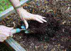 how to disinfect the ground before planting seedlings in open ground