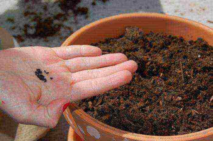 how to disinfect the ground before planting seedlings in open ground