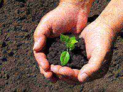 how to disinfect the ground before planting seedlings in open ground