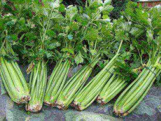 stalked celery the best varieties