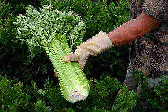 stalked celery the best varieties