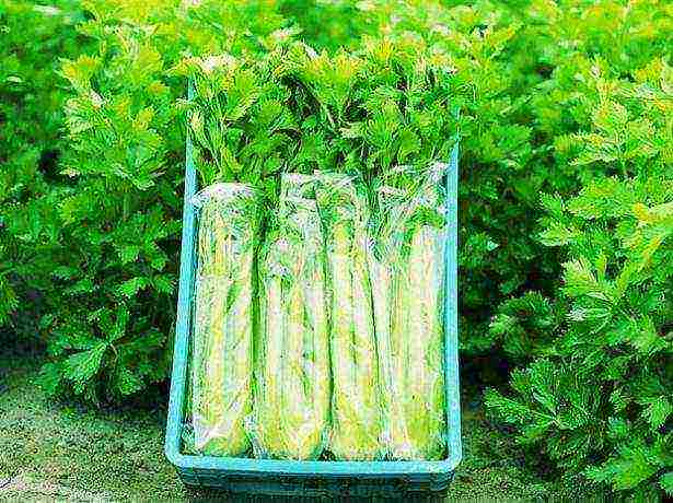 stalked celery the best varieties