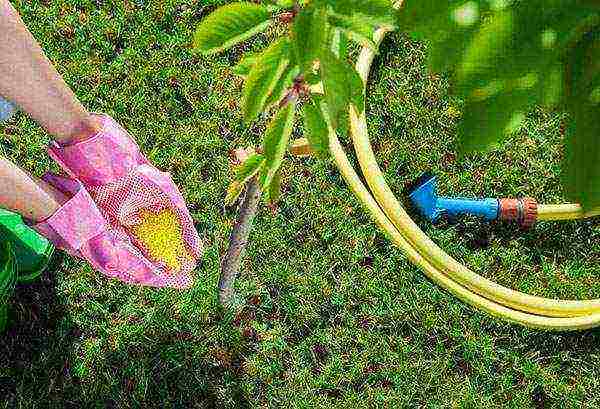 cherry planting in autumn and care in the open field