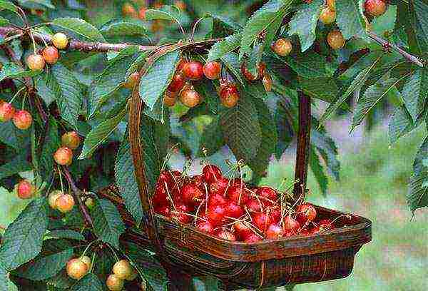 cherry planting in autumn and care in the open field