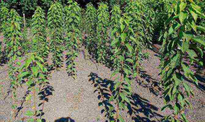 cherry planting in autumn and care in the open field